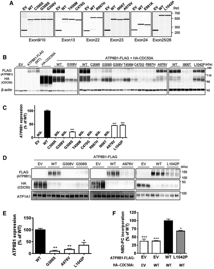 FIG. 1