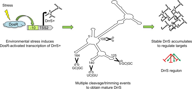 Fig 11