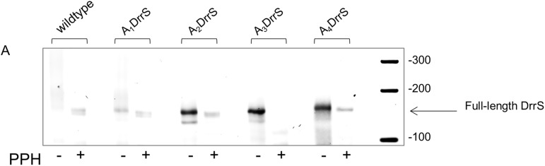 Fig 10