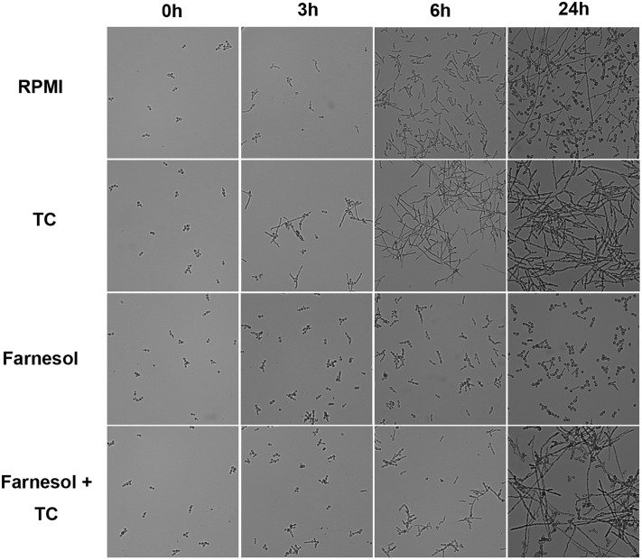 FIGURE 6