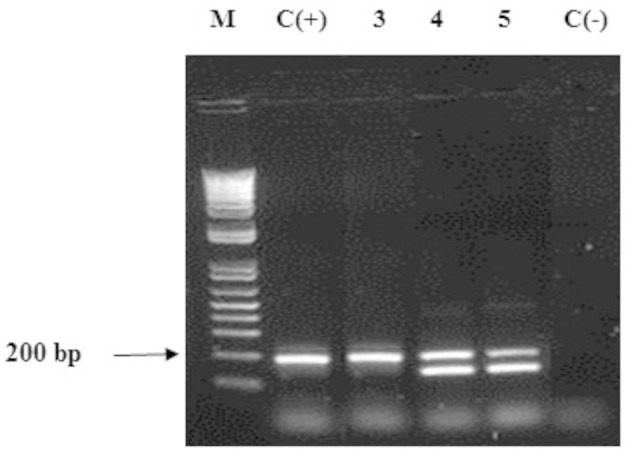 FIGURE 4