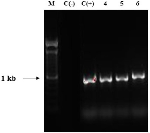 FIGURE 7