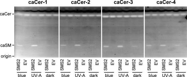 Figure 3—figure supplement 2.