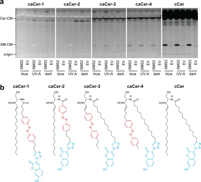 Figure 3—figure supplement 1.