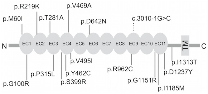 Fig 1