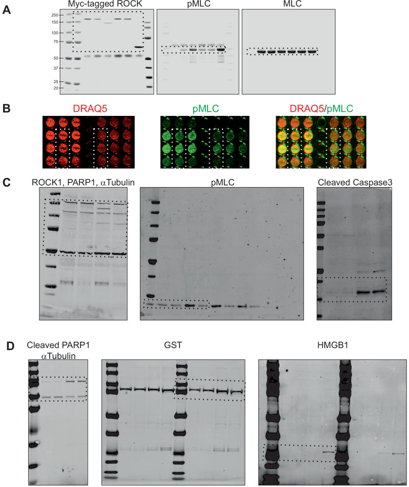 Figure 1—figure supplement 1.