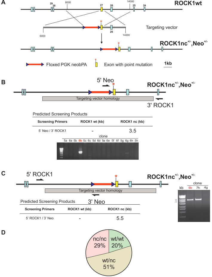 Figure 1—figure supplement 2.