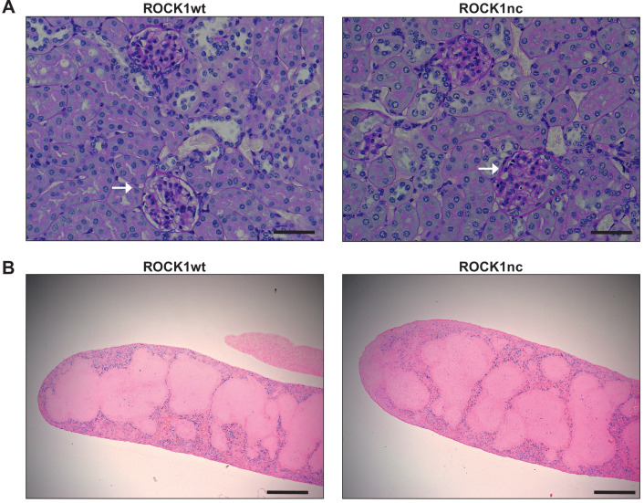 Figure 3—figure supplement 1.