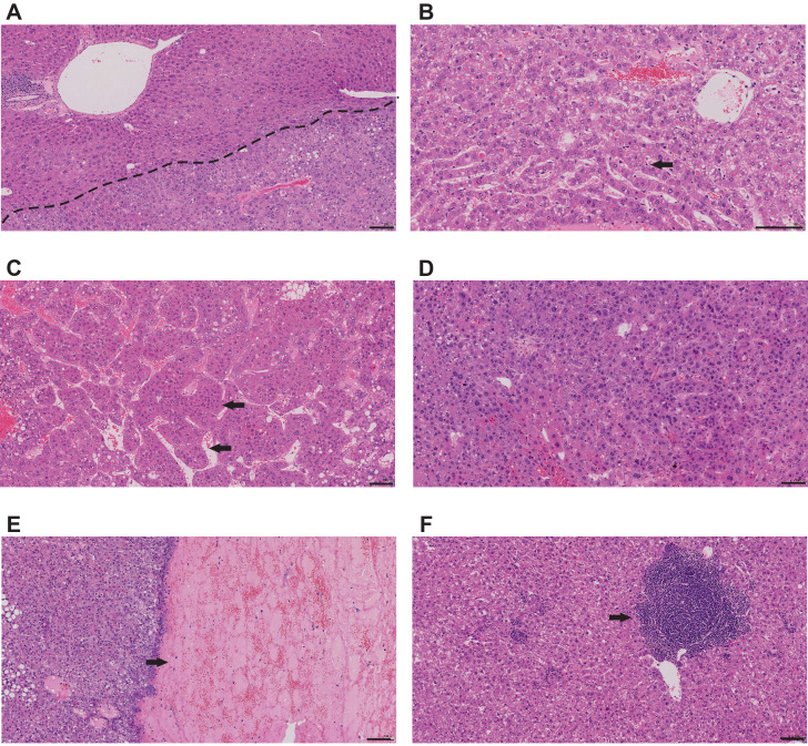 Figure 7—figure supplement 1.