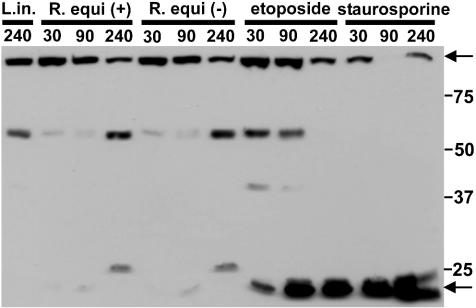 FIG. 9.