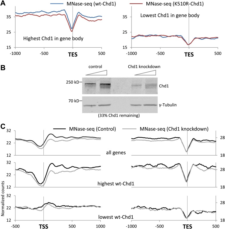 Figure 2—figure supplement 1.