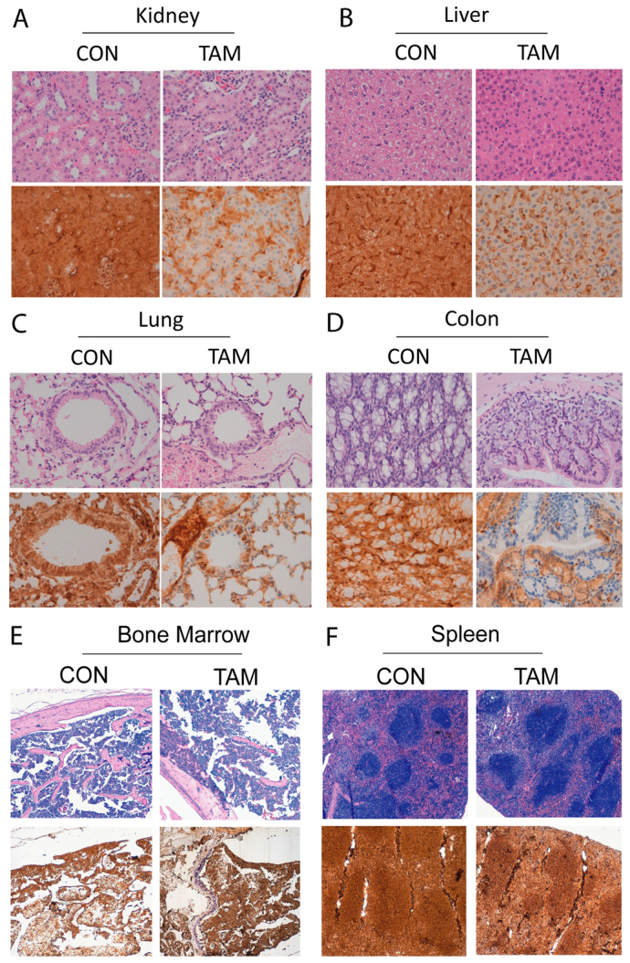 Fig. 6.