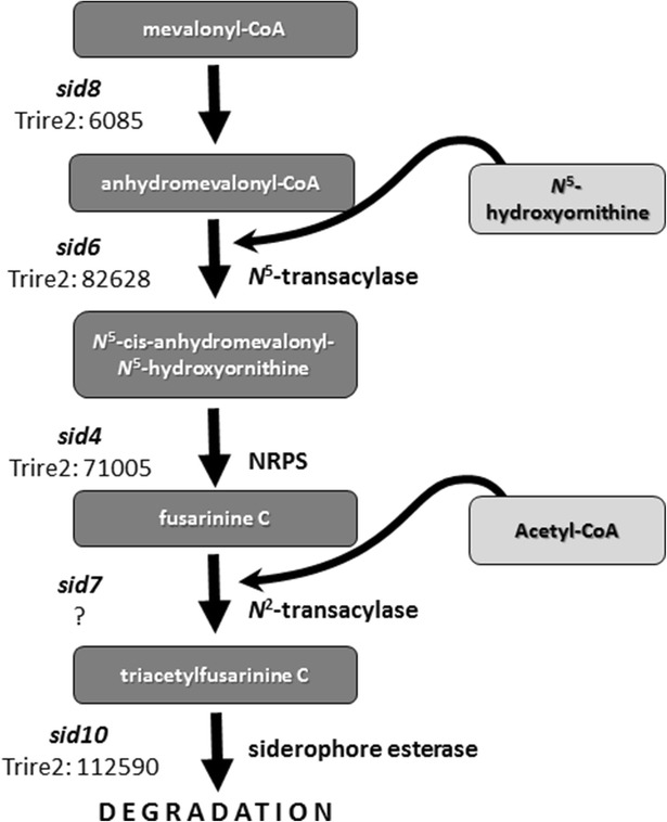 Fig. 3