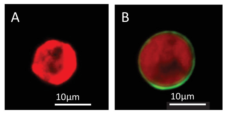 Figure 4—figure supplement 2.