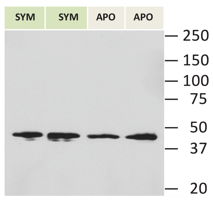 Figure 4—figure supplement 1.