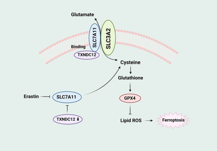 FIGURE 6