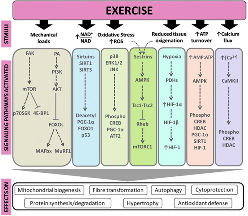 FIG. 2.