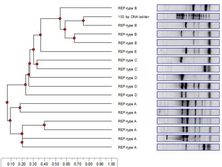 Dendrogram 1