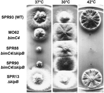 FIG. 7.