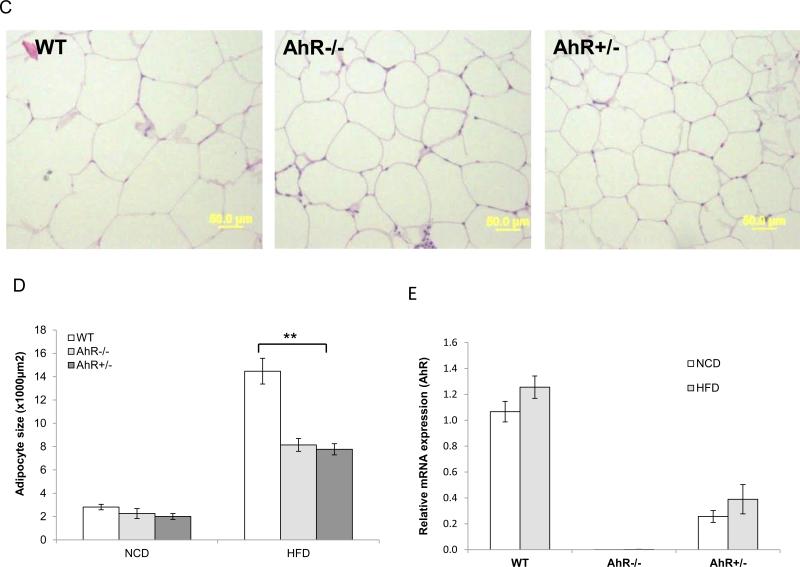Fig.1
