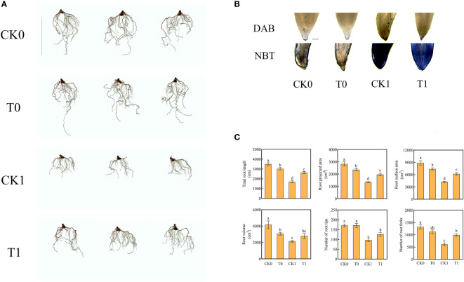 Figure 1