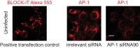 Figure 6—figure supplement 1.