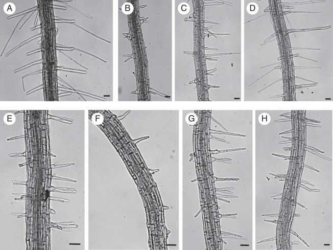 Fig. 10.