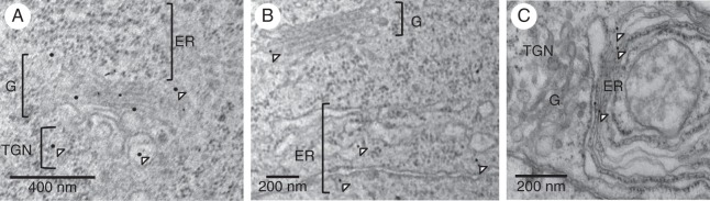 Fig. 7.