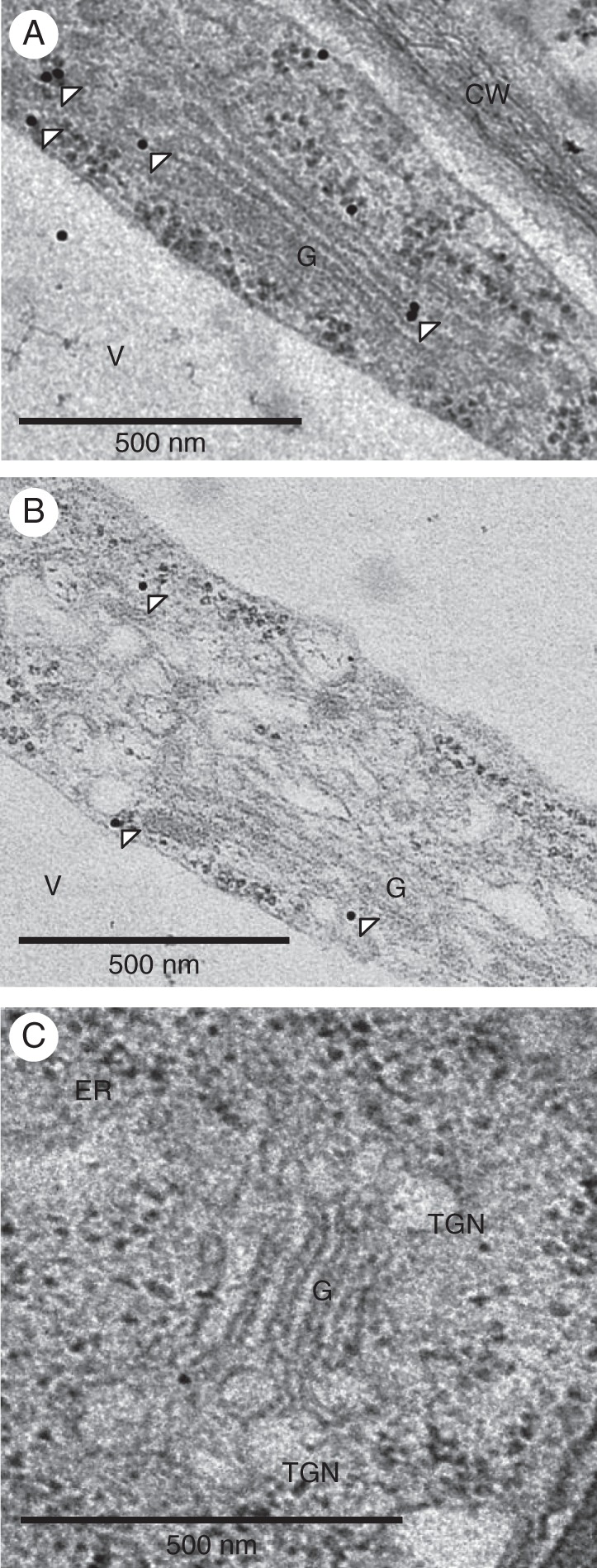 Fig. 6.