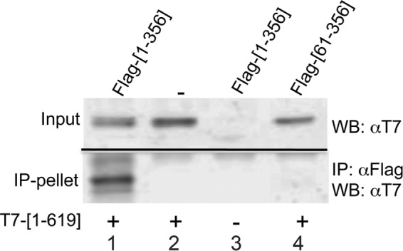 FIGURE 6: