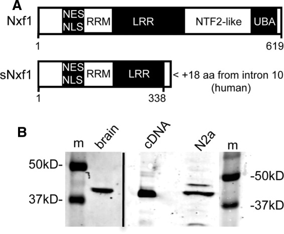 FIGURE 1: