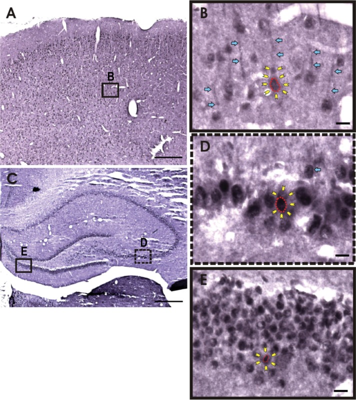 FIGURE 2: