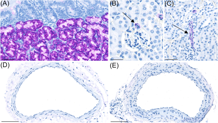 Fig. 5