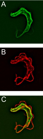 FIGURE 7.