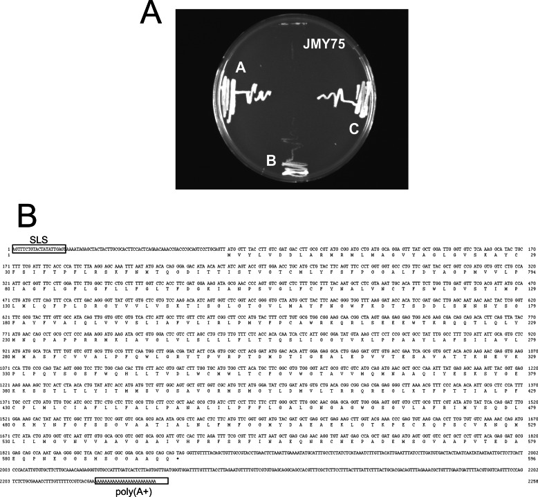 FIGURE 1.