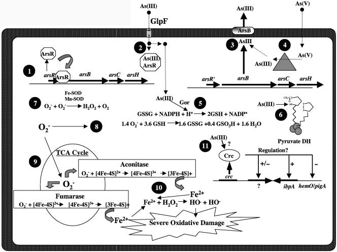 FIG. 5.