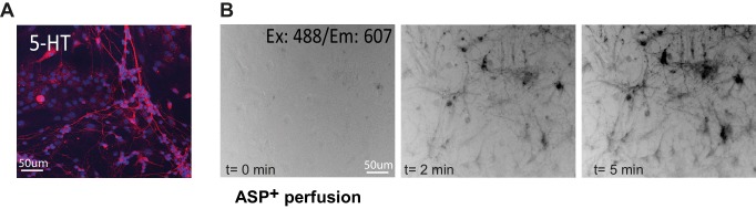 Figure 2—figure supplement 2.