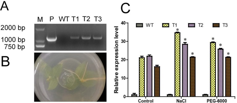 Figure 5