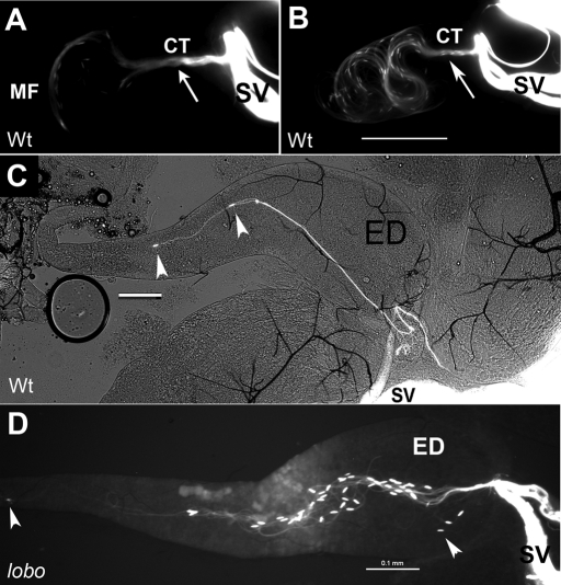 FIGURE 4: