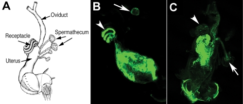 FIGURE 1: