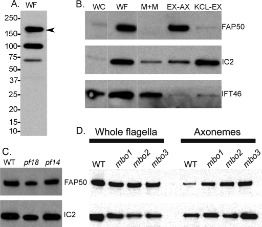 FIGURE 3: