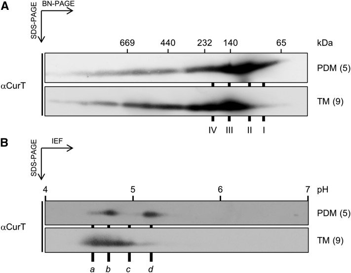 Figure 11.