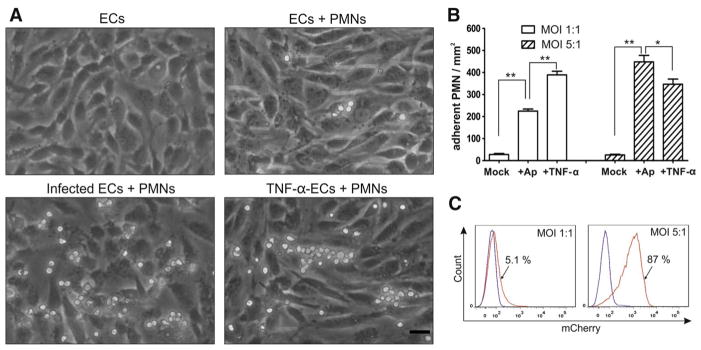 Fig. 2