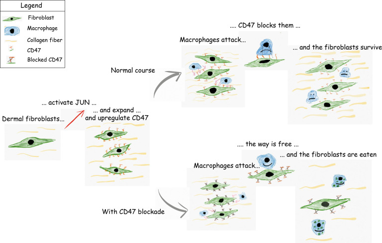 graphic file with name jciinsight-5-140458-g143.jpg