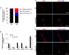 Figure 3—figure supplement 1.