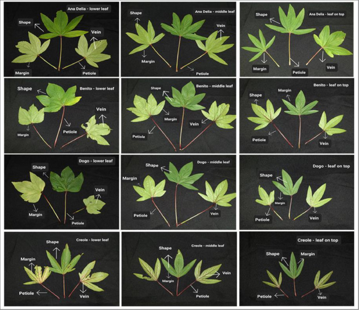 Fig 1