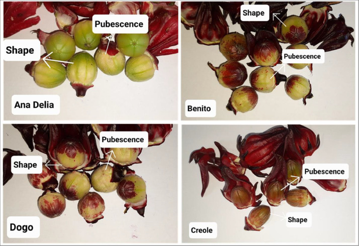 Fig 4
