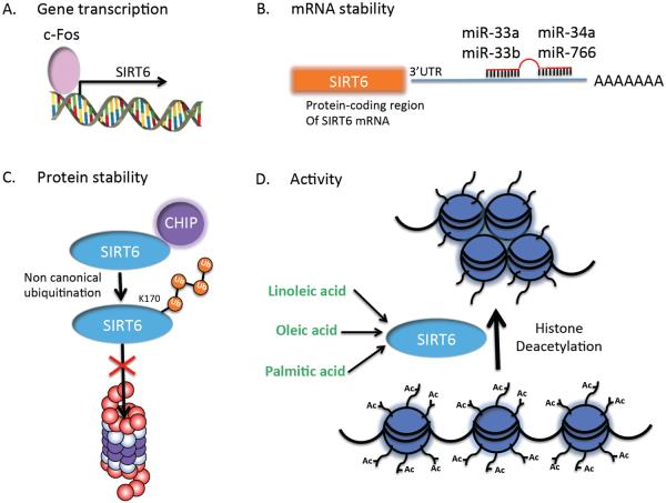 Chromatin and beyond: the multitasking roles for SIRT6 - PMC