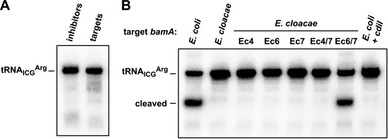 FIG 7 