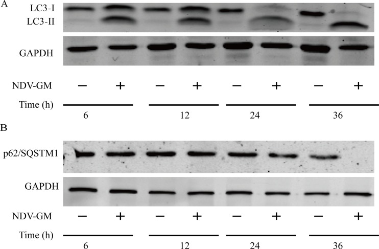 Newcastle disease virus-induced autophagy mediates antiapoptotic ...